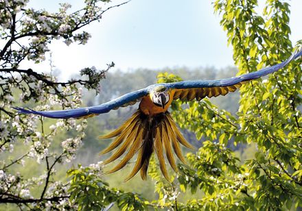 Fliegender Vogel im Vogelpark Heiligenkirchen, Lippe - Land des Hermann Teutoburger Wald. Foto: Vogelpark Heiligenkirchen