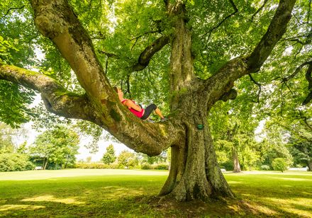 Person lying on branch in tree - Gräflicher Park Bad Driburg